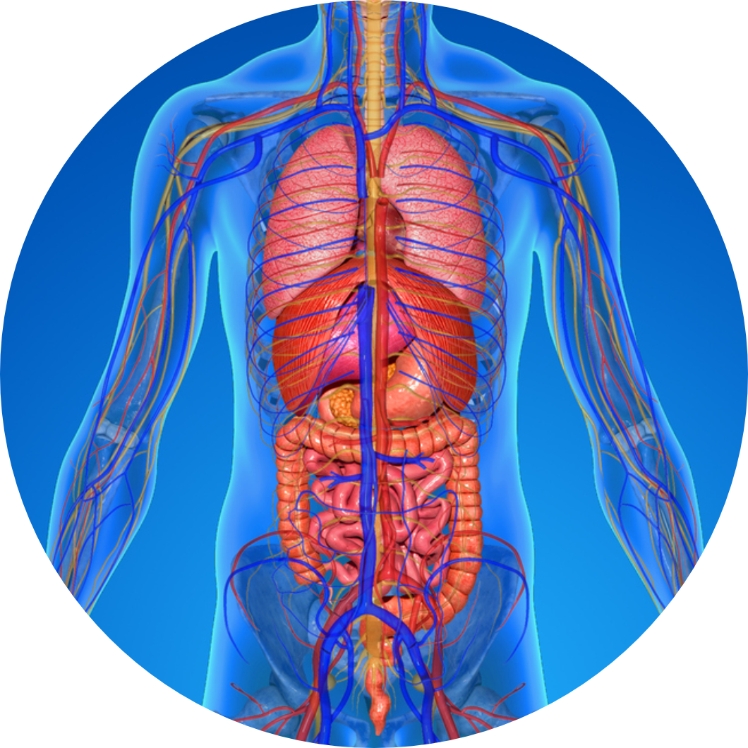 Full body diagram of organs